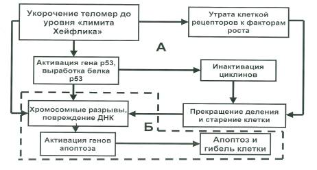 http://web-local.rudn.ru/web-local/uem/autor/bilibin/bil_kl.files/image004.jpg